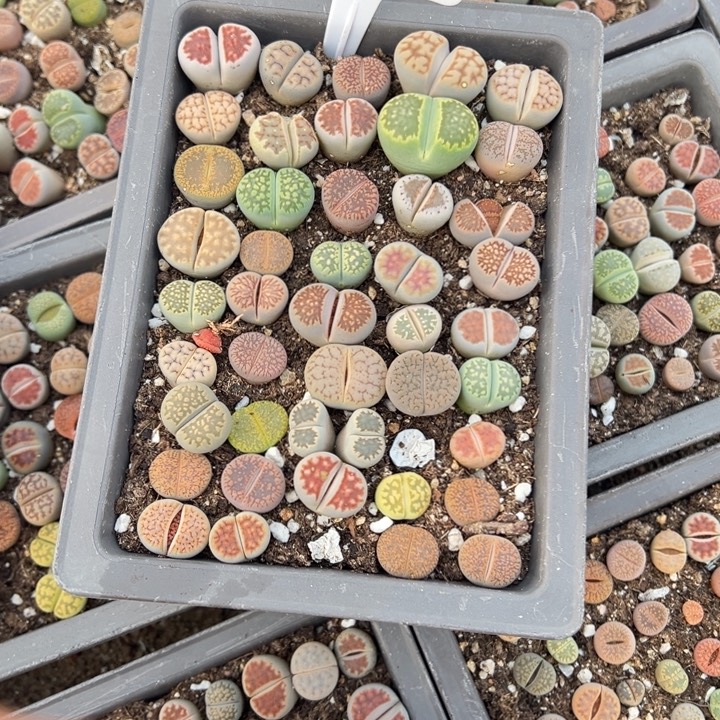 小****生日快乐啊小丁810