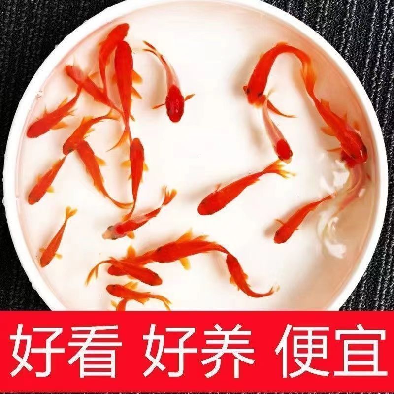 5-8厘米精品烈焰红草金鱼冷水观赏鱼好养耐活