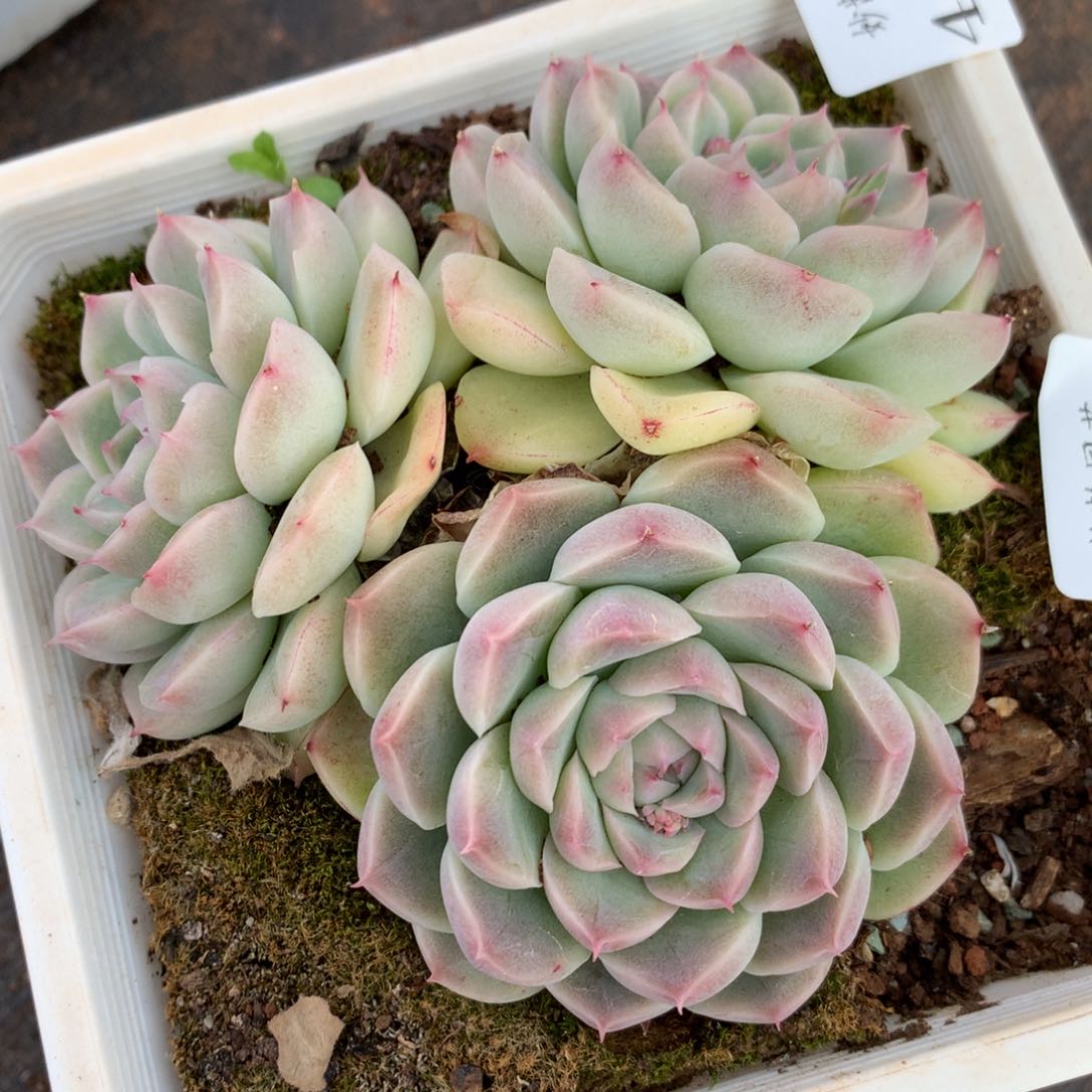 4207杂交多肉植物