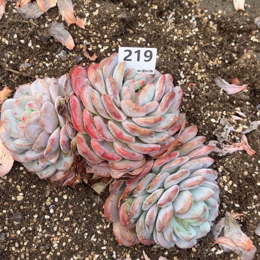 219号新疆西藏内蒙古不包邮的