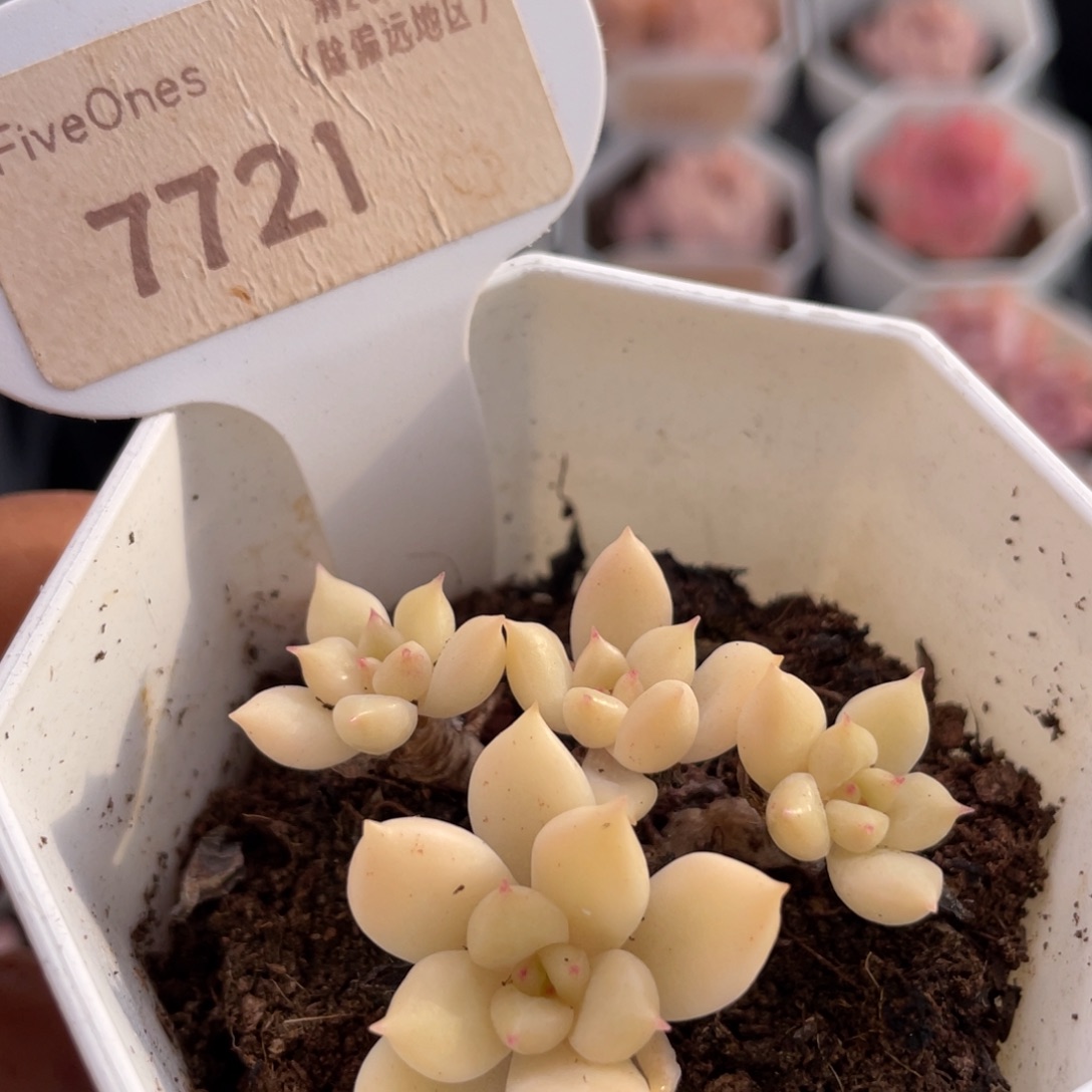 璀璨7721-4.5厘米