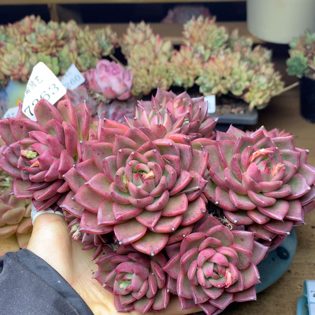 7263杂交精品基地18厘米