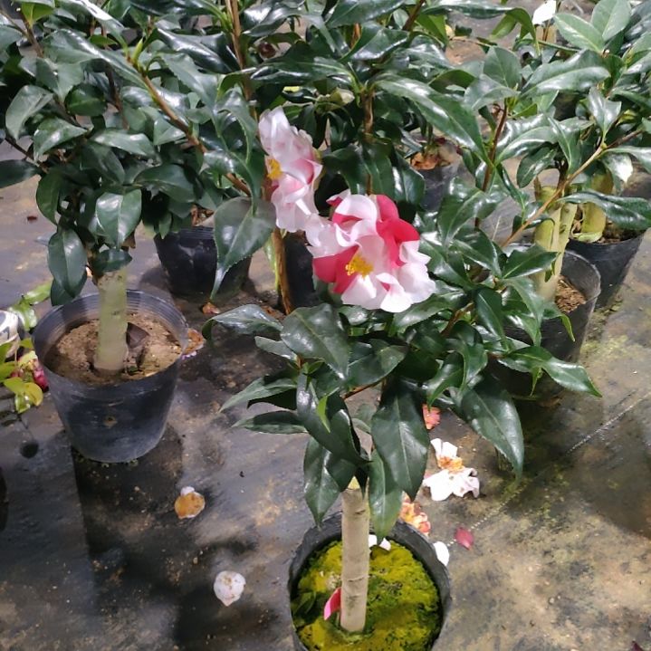 810万道霞光，原盆原土发货