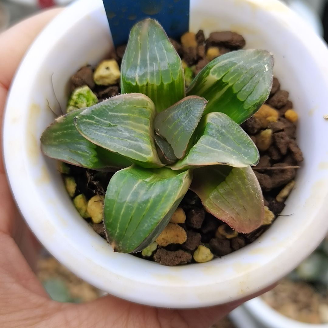 92号史扑锦一物一拍带盆土发货满38包邮