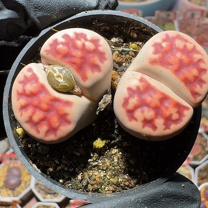 彤****生石花1111122。  321