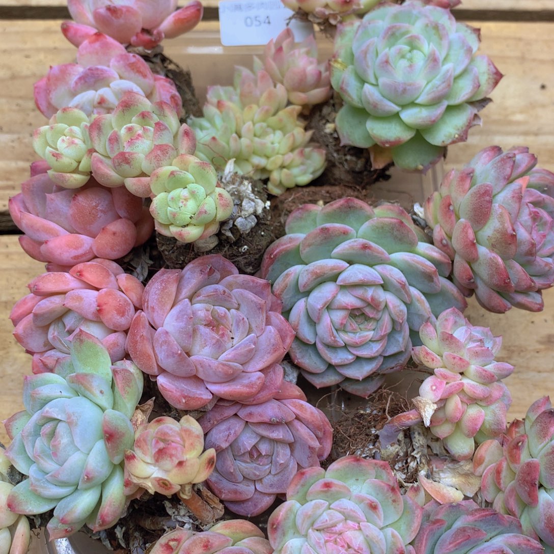 我要去看你了啊你054