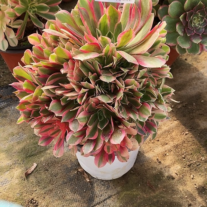 1723樱花女神多肉植物