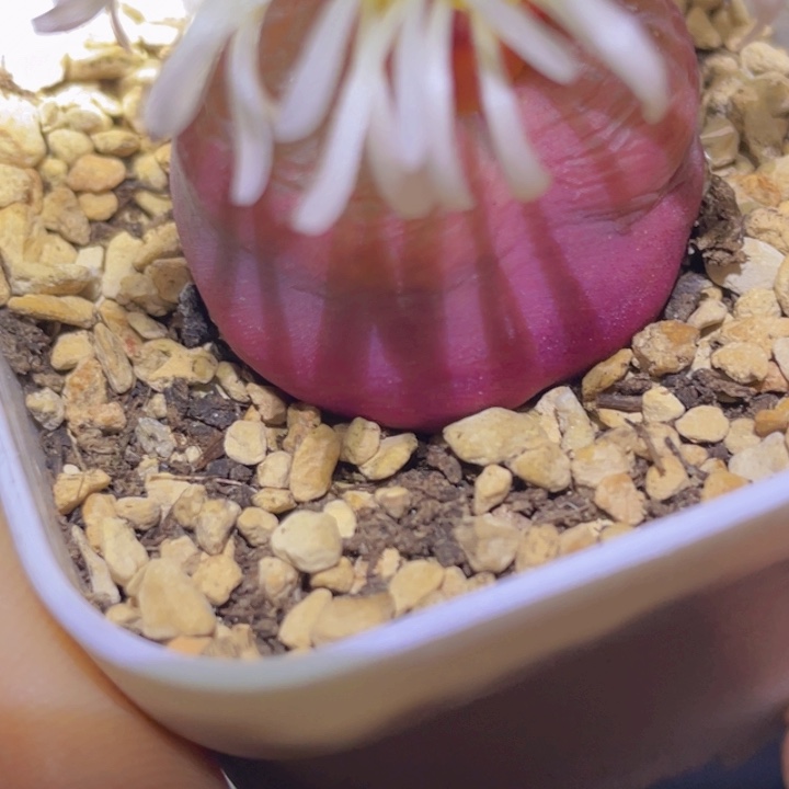 48558988699999885588