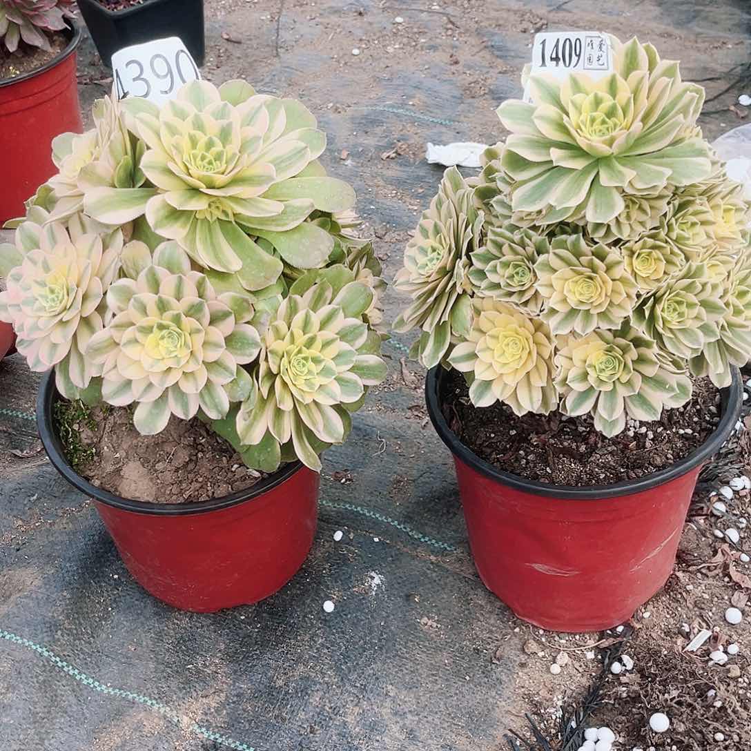 1409迈巴赫辛尼亚多肉植物