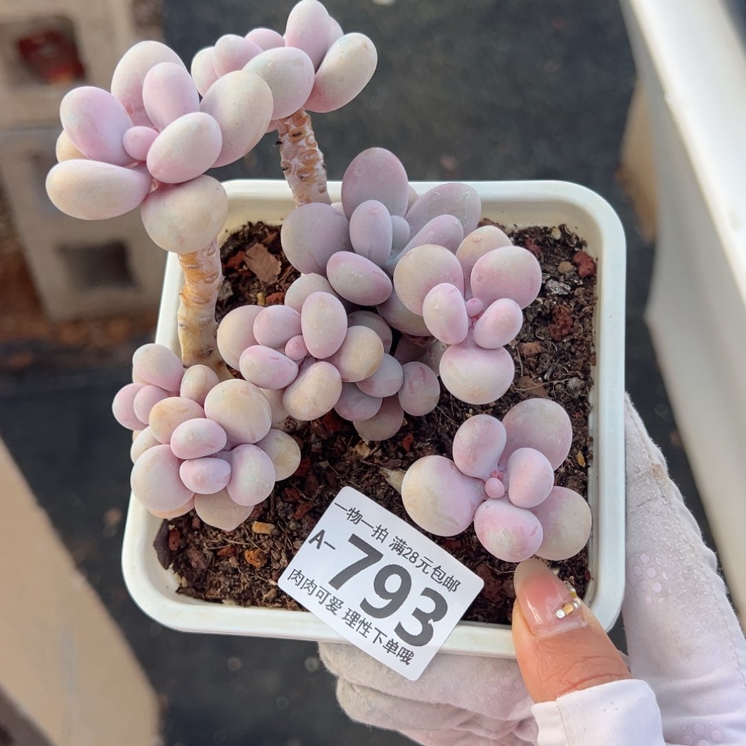 桃蛋多肉多肉多肉多肉多肉多肉多肉