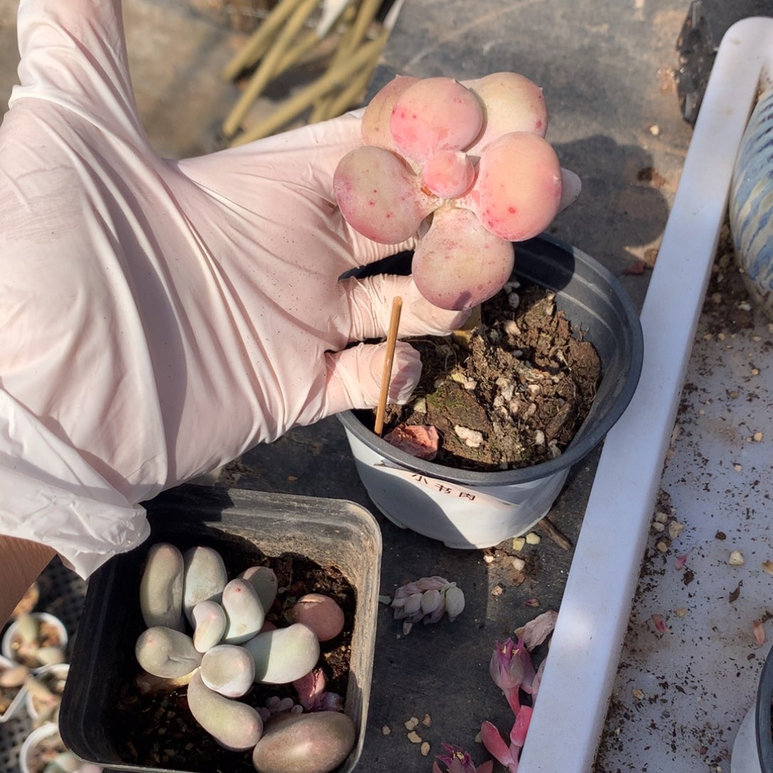 149 小屁桃奶酪多肉