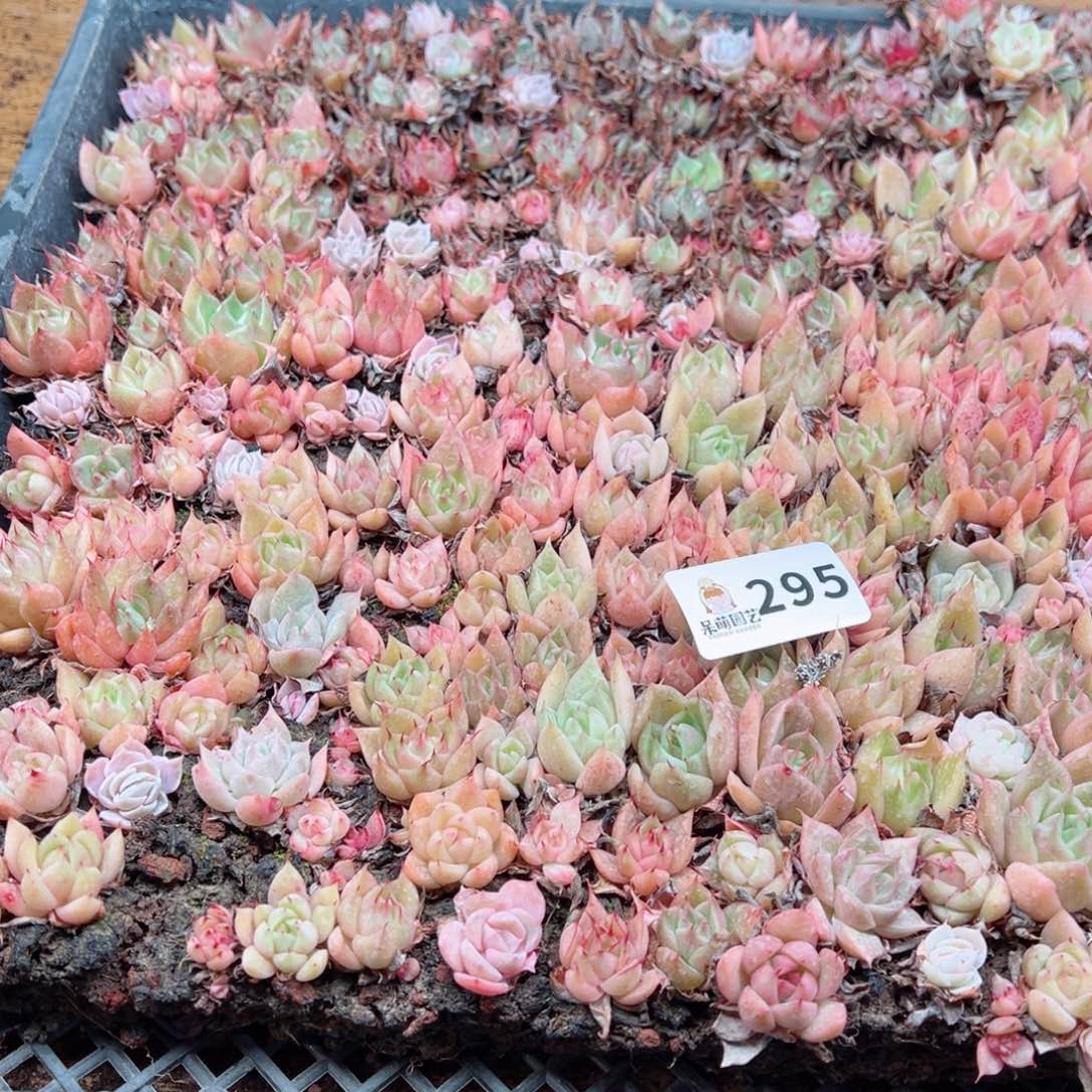 小*姨多肉植物多肉植物
