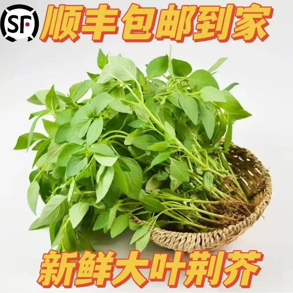河南特产荆芥新鲜现摘带根农家自种凉拌调味蔬菜顺丰冰鲜包邮到家