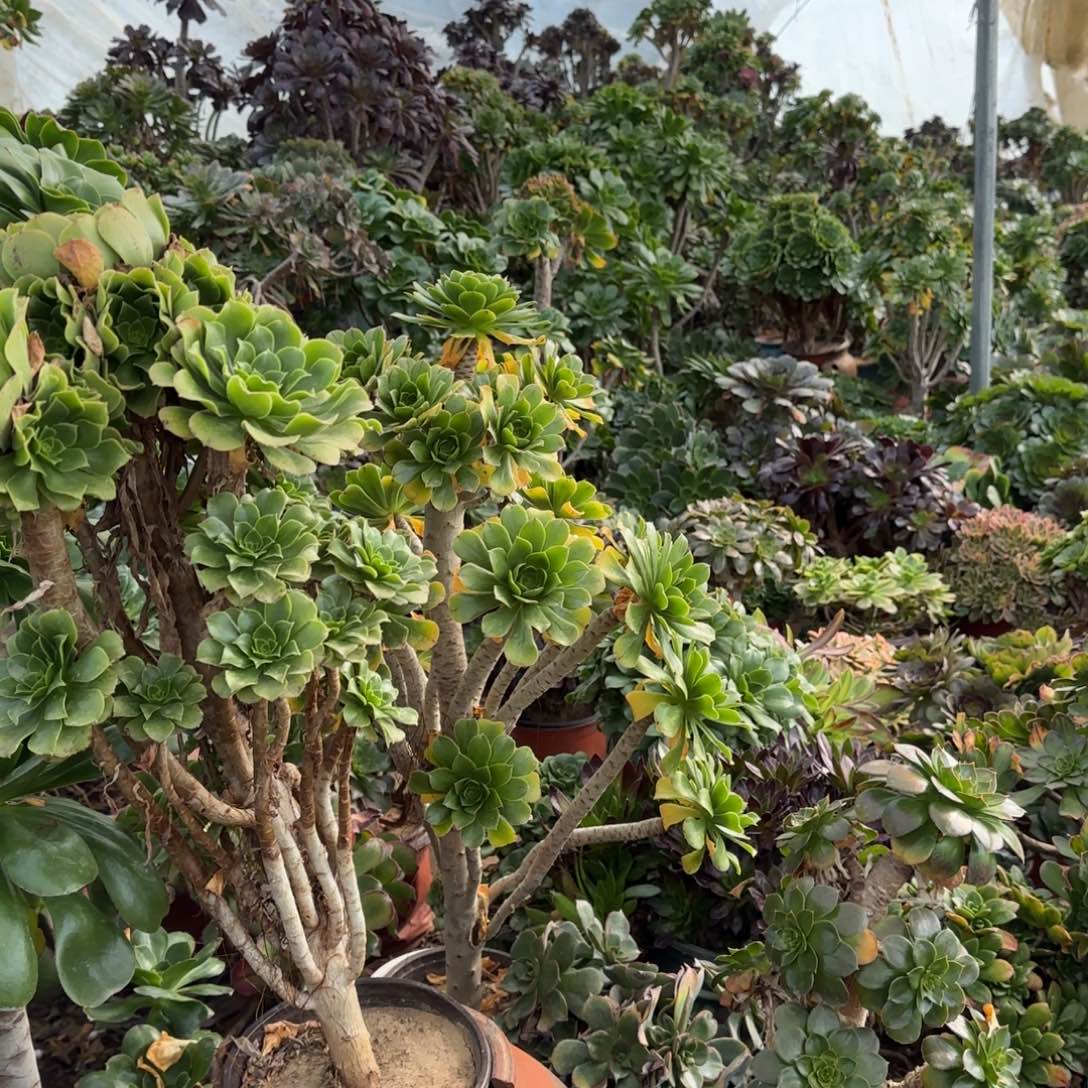 多肉法师当场满28包邮断枝不包，不寄养当天凑满单