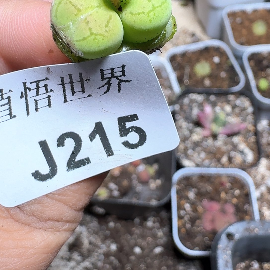 215号多肉植物哇c