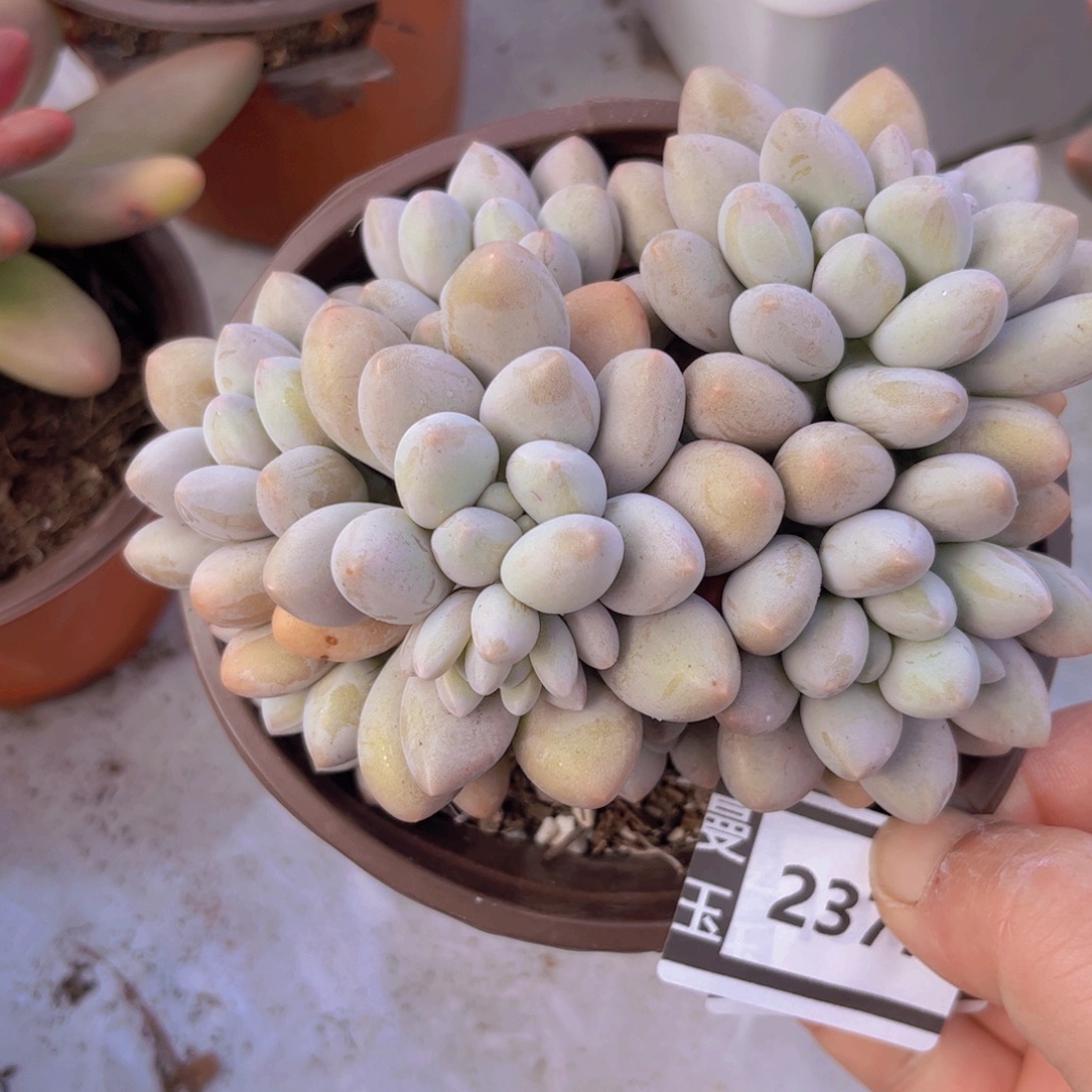 粉恋多肉植物2377