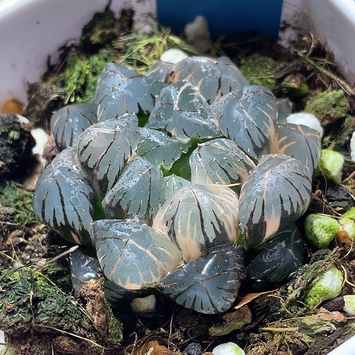 780地泉玉露锦特选福利