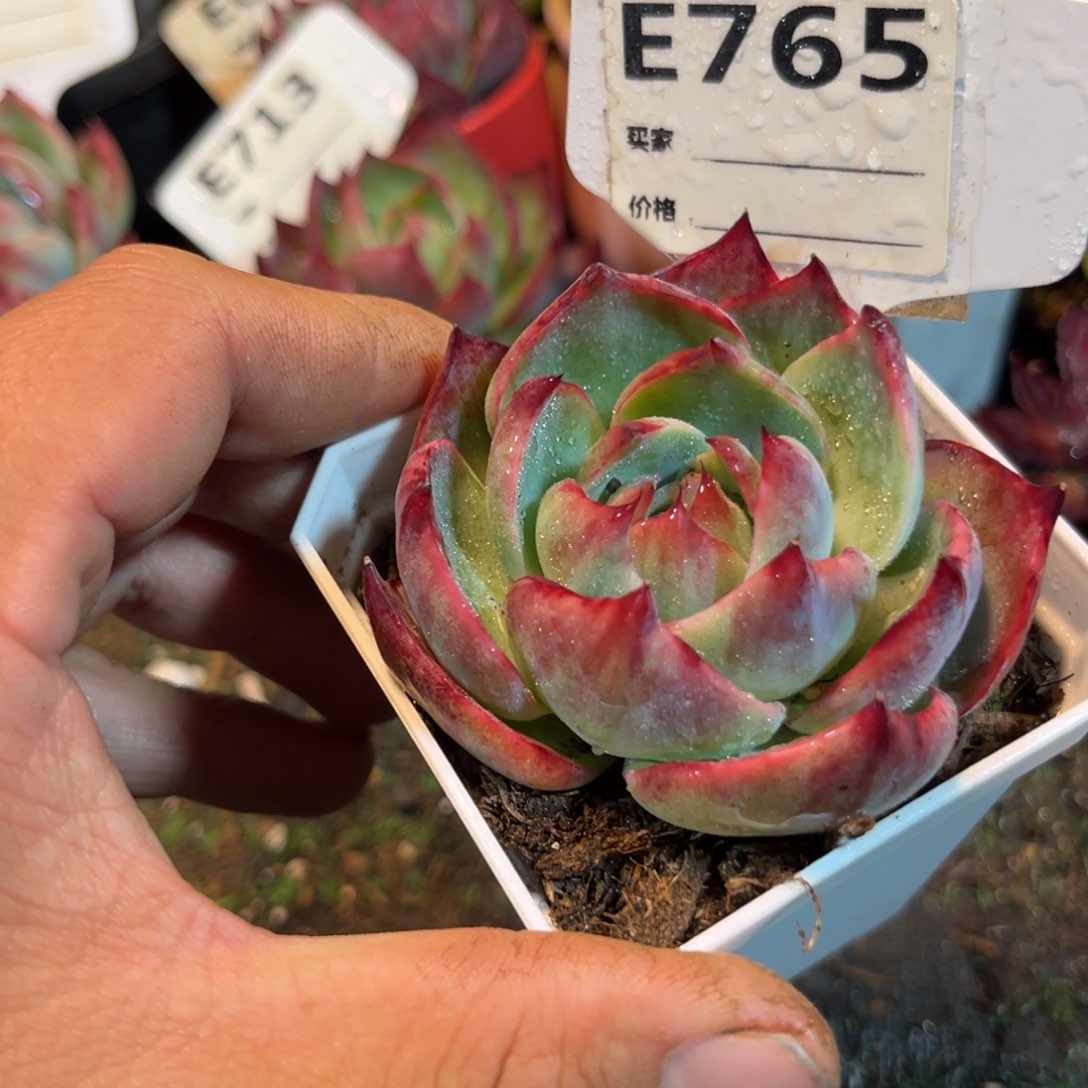 惊鸿一瞥765号多肉