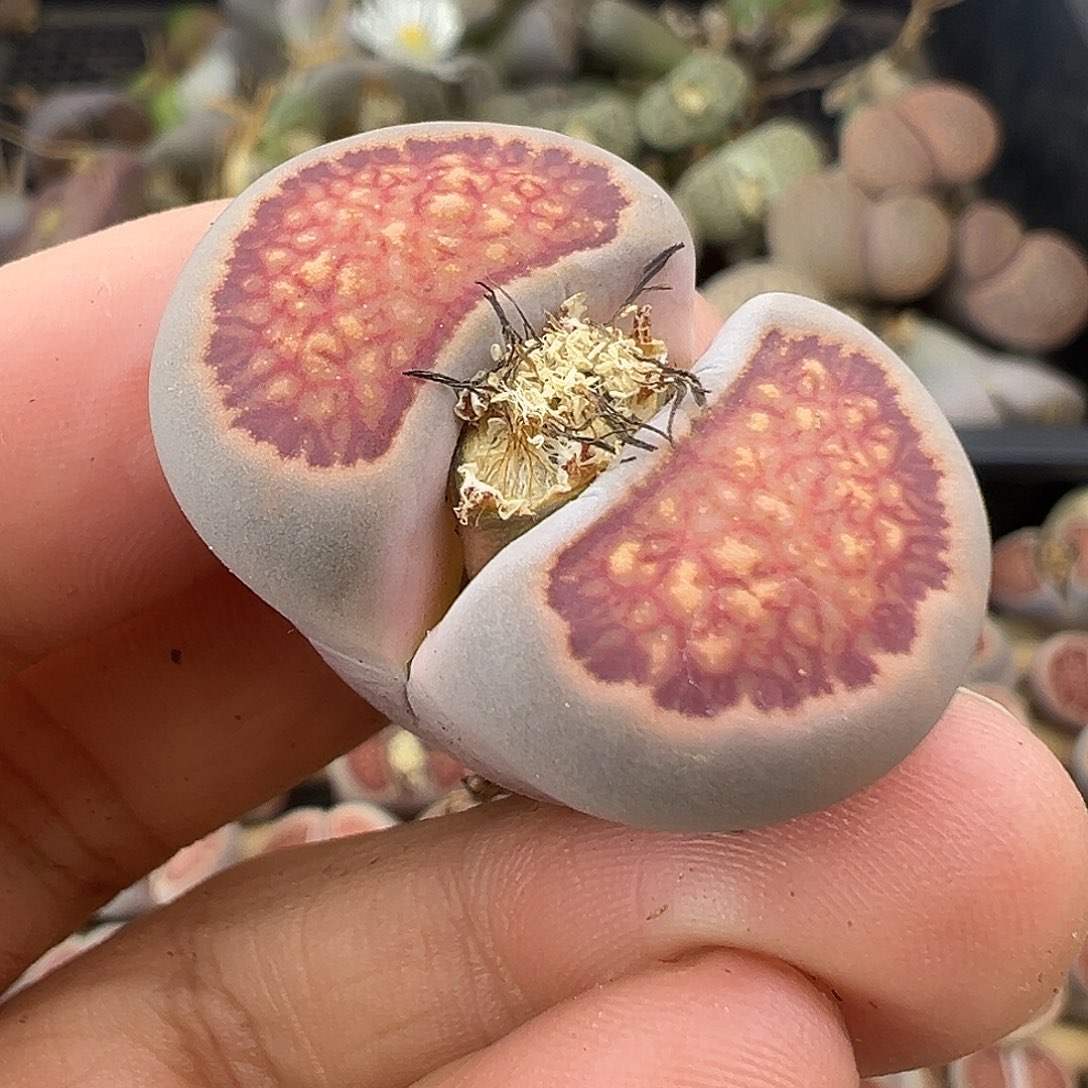 3151美菊菊福利炸