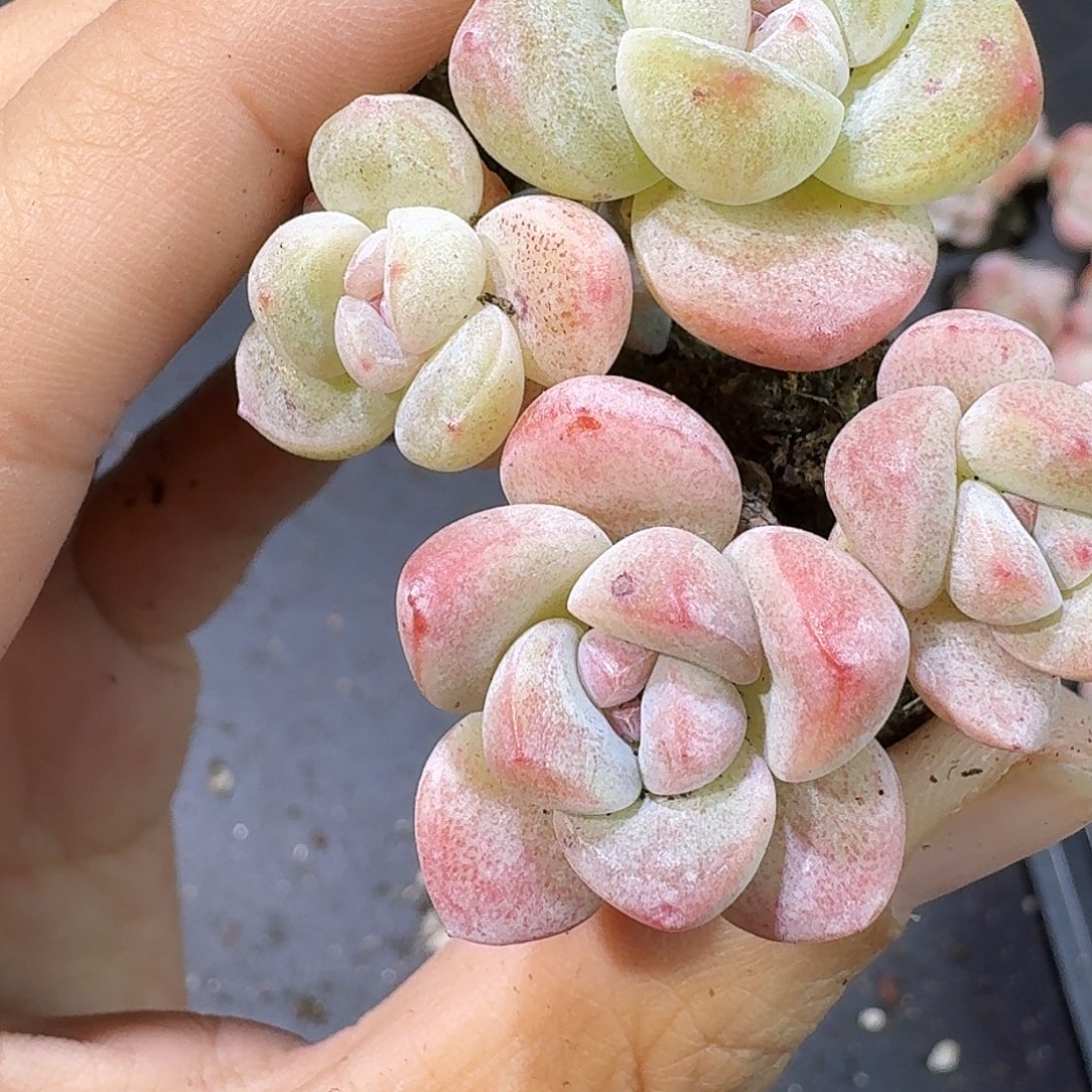 29号到手5颗，粉翡翠紫心混合小树