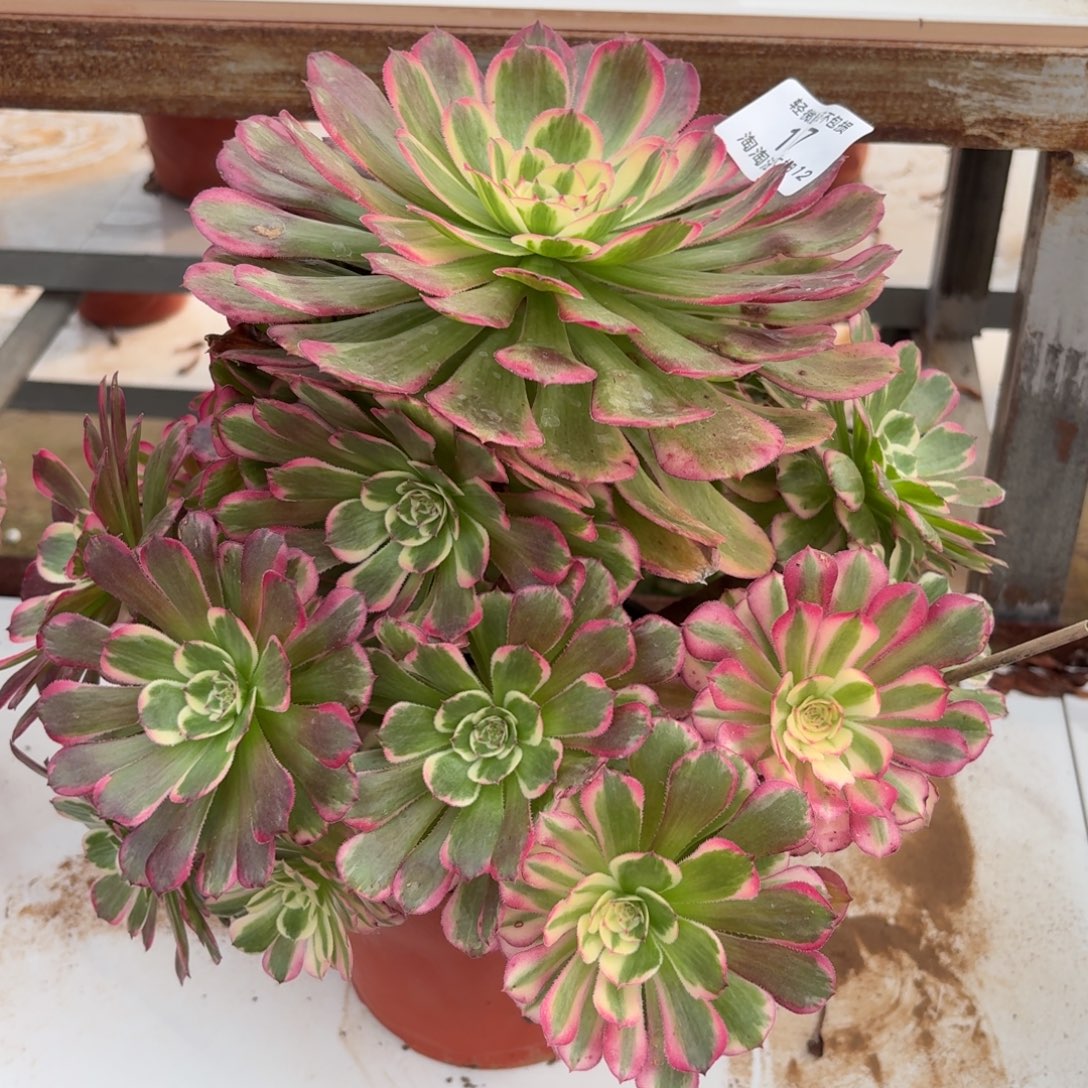 167霁月多肉植物法师