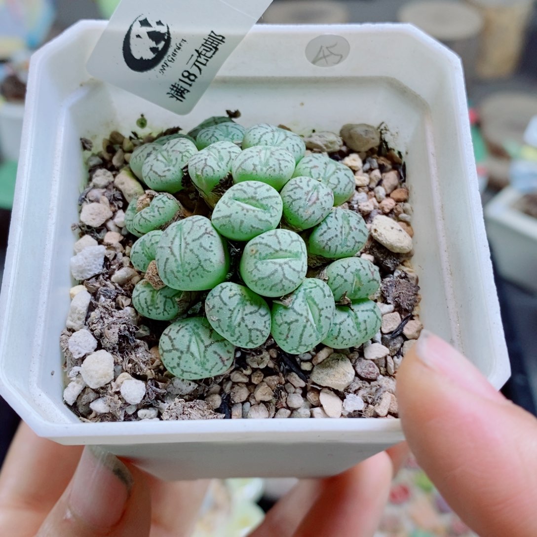 生石花花哈哈哈哈花花89