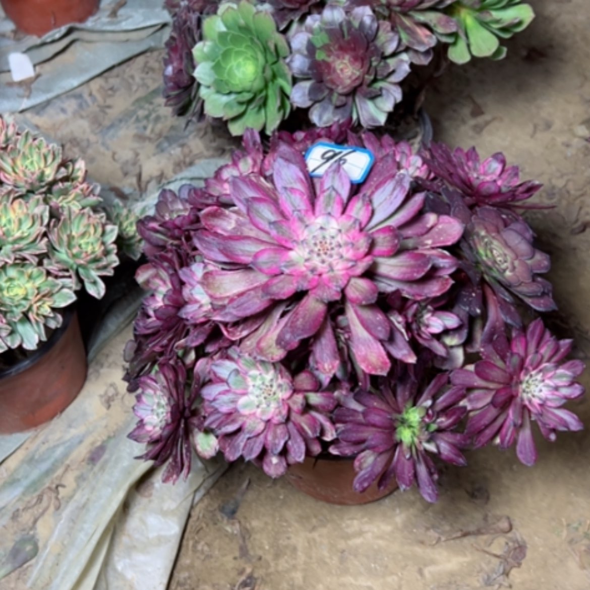 【闪购商品】多肉植物紫霞96