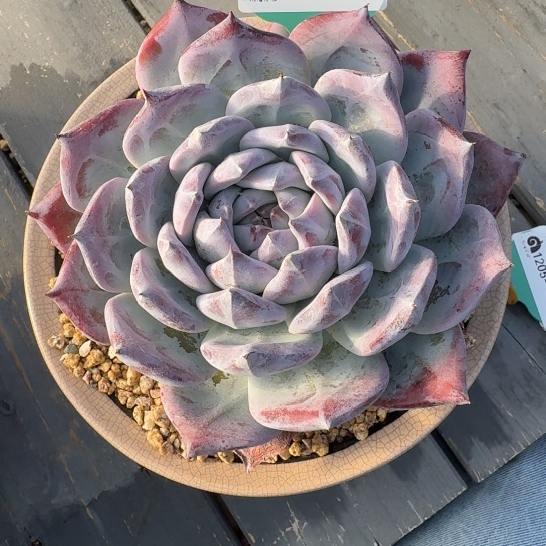 从前慢多肉精选编号1205.35