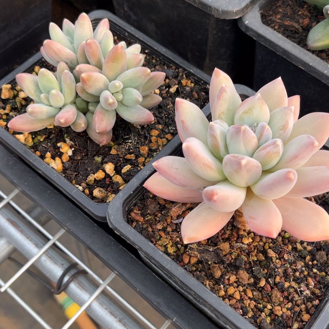 多肉植物多肉植物