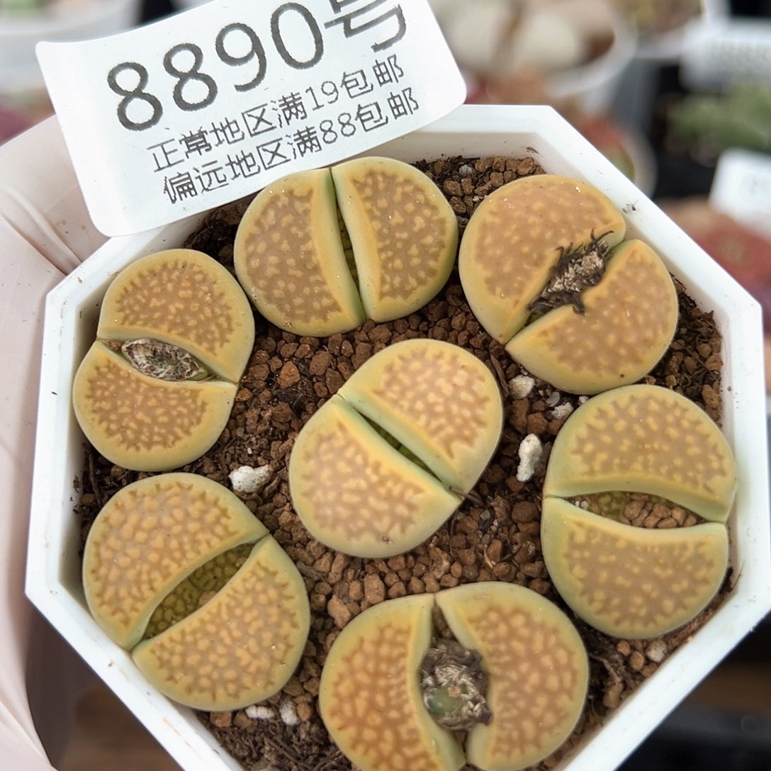 好养易活生石花大母本8890