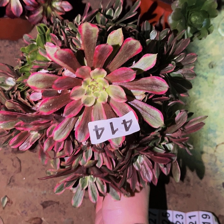 414粉黛多肉植物