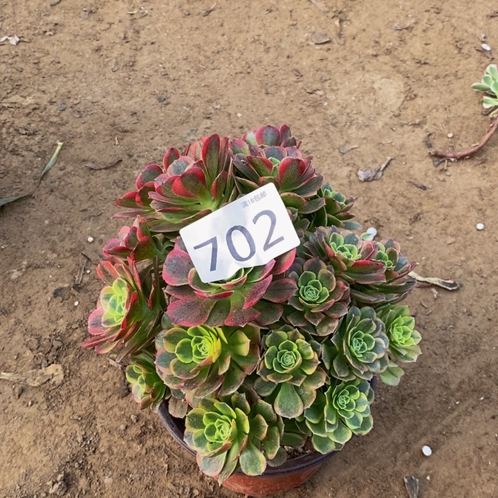 702万奶白绣球多肉