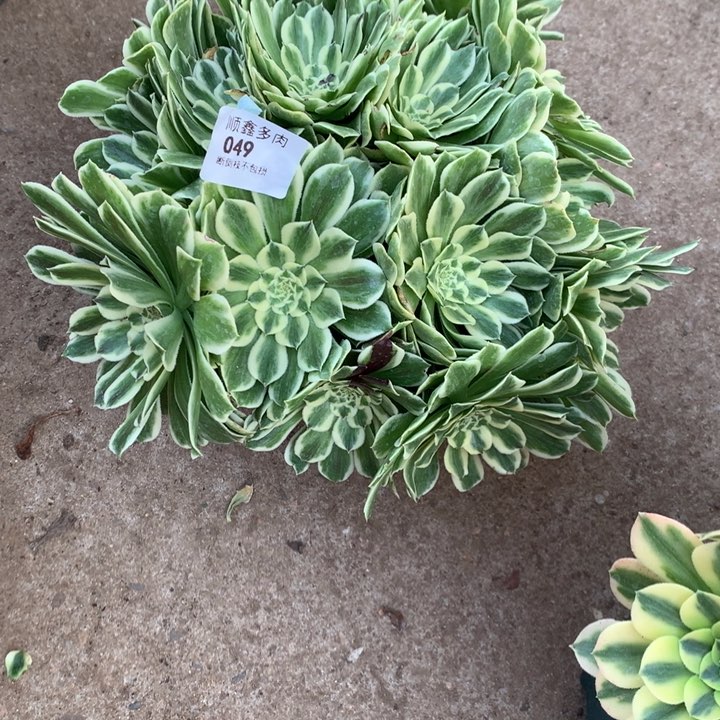 049碧浪多肉植物