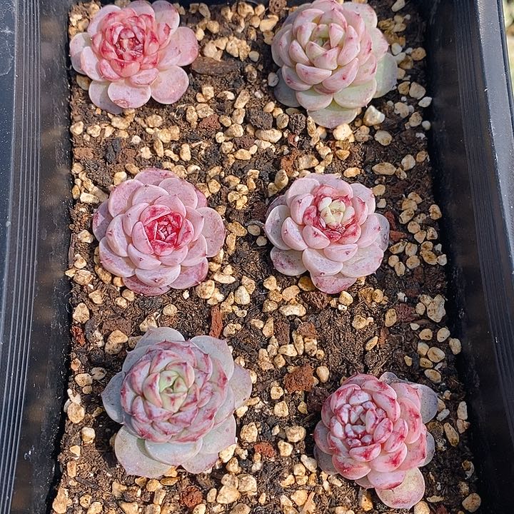 147 多肉植物盆栽花卉植物