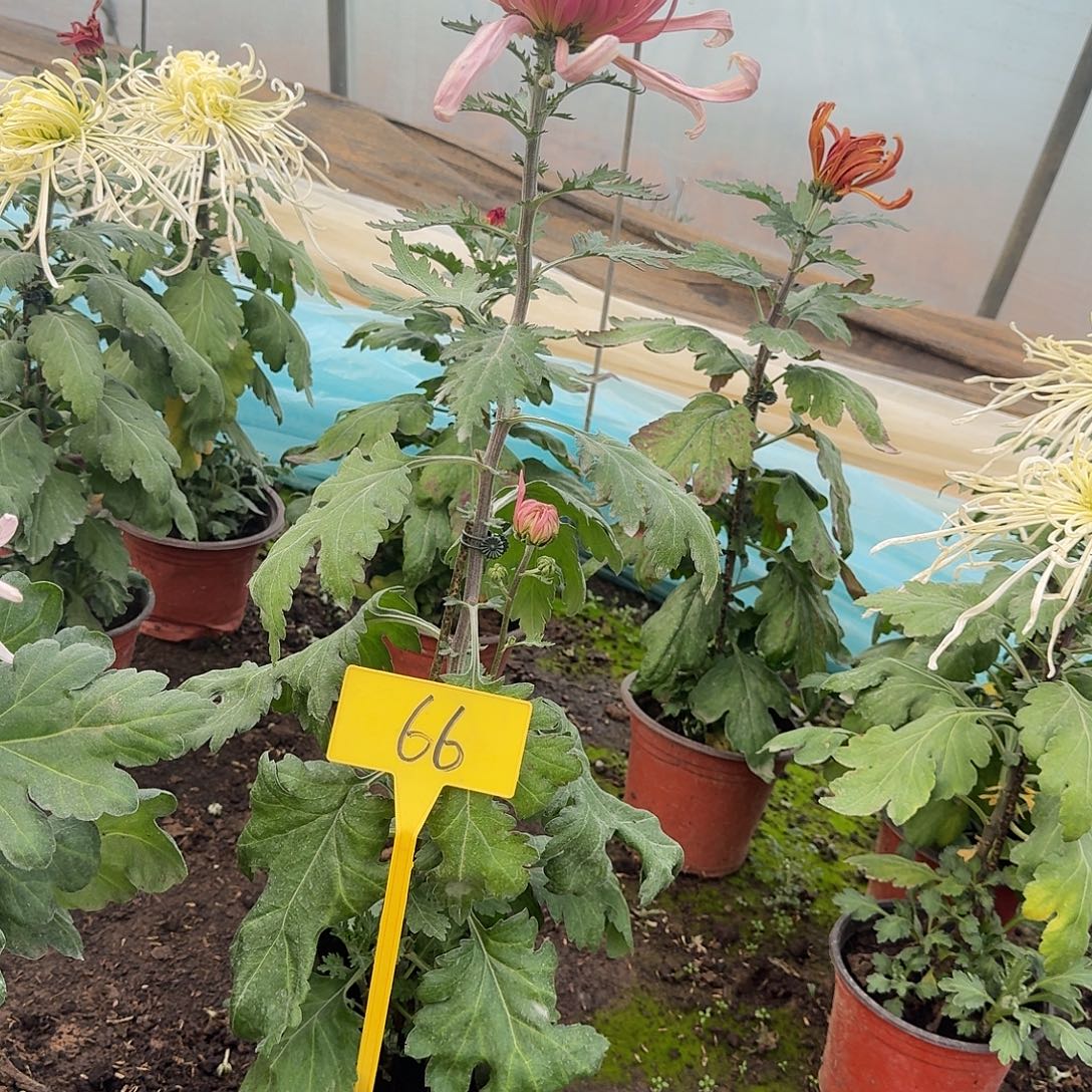 蹦****大部分花苞少量开放66桃花