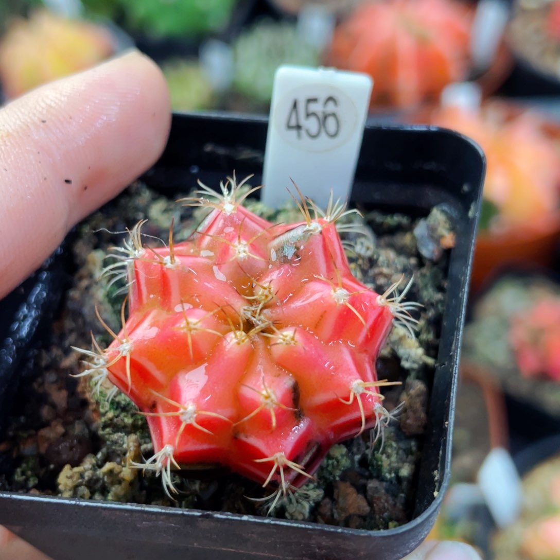 盆5公分满25包邮裸根发货