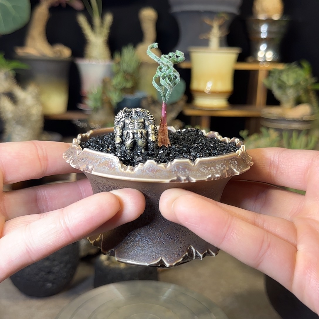 婵***儿一物一拍弹簧草188