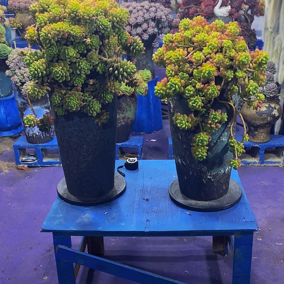 香格里拉多肉植物带盆物流自理