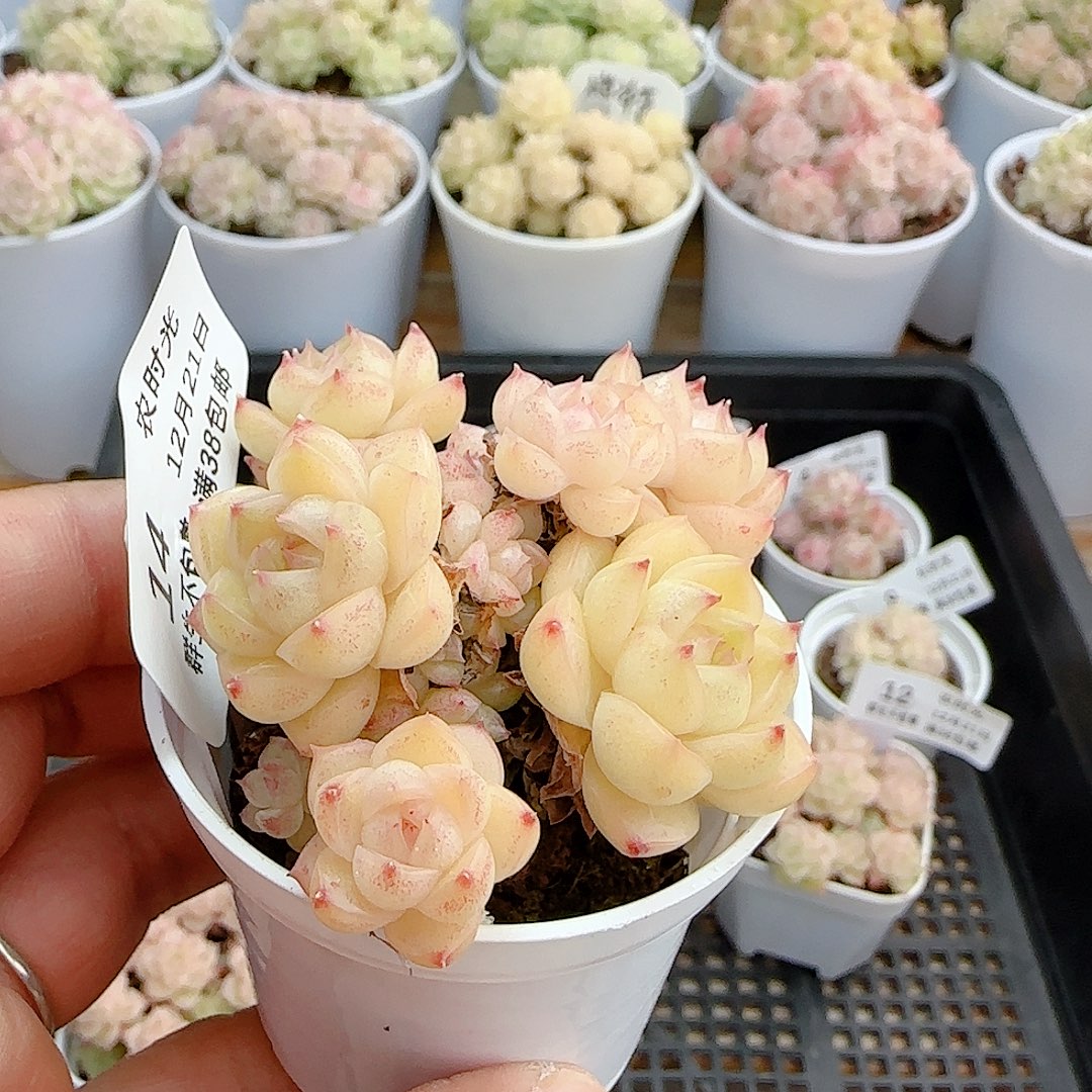 a***a1221-14（m1-229-2）优选