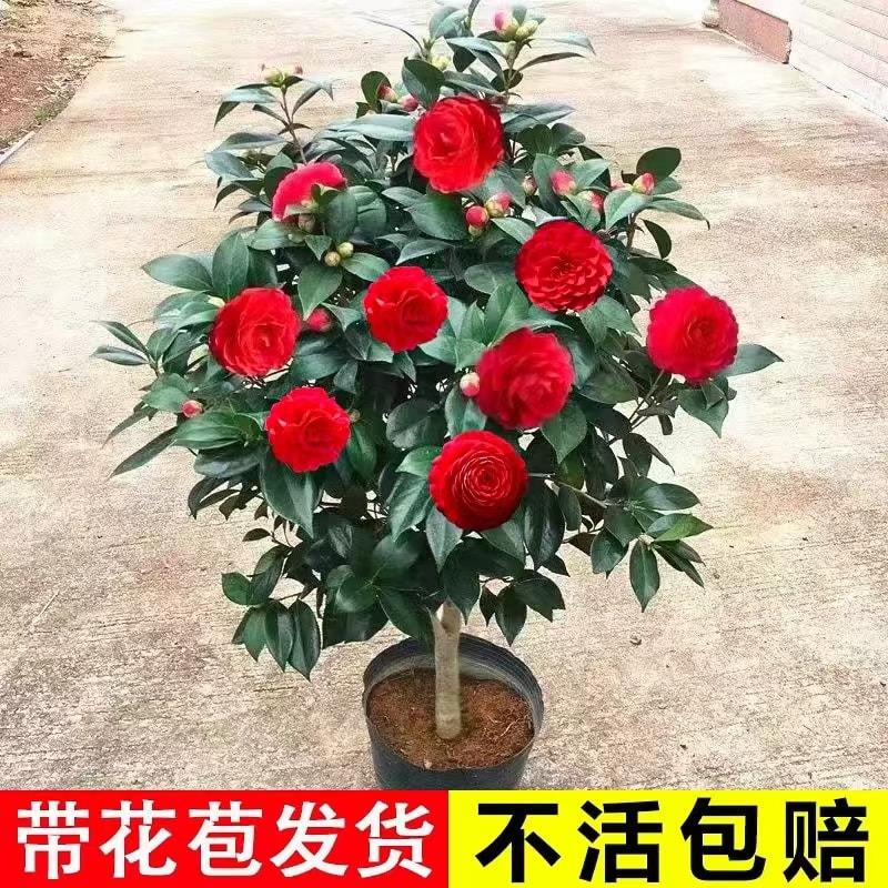 山茶花盆栽带花苞六角大红色赤丹香妃树苗阳台庭院四季花卉绿植
