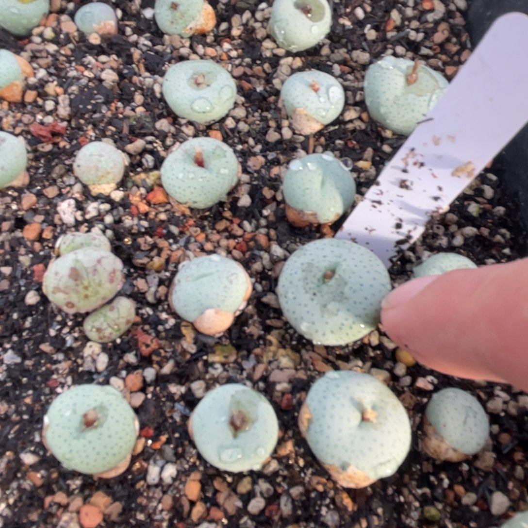 福利大型奶油嘴植物一物一拍