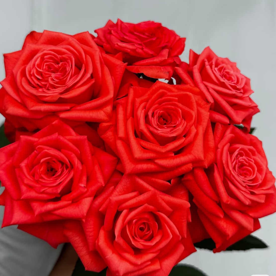 新面孔 厄瓜多尔超新品大花玫瑰直立盆栽月季（1+土球发货）