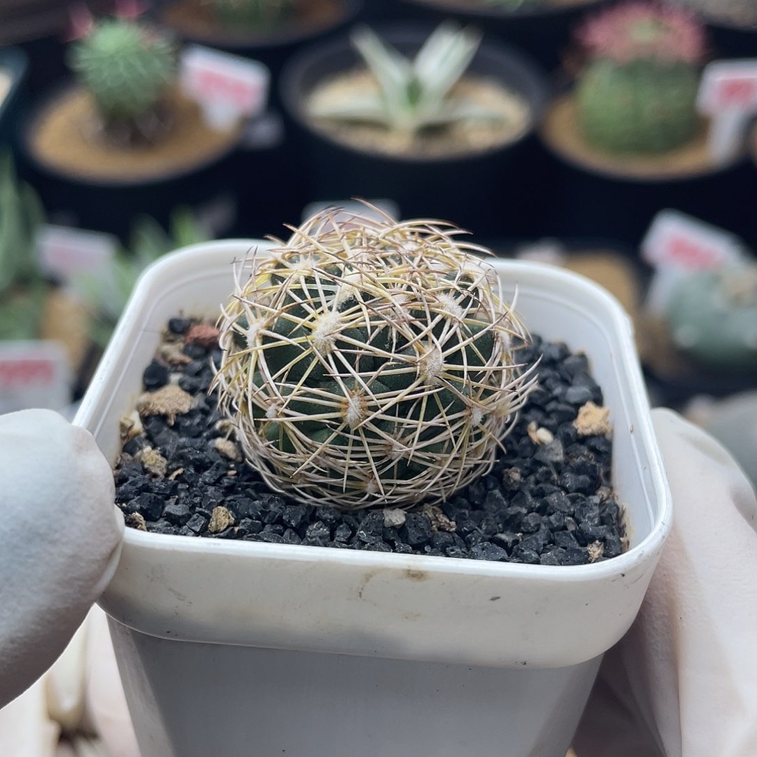 实生海胆仙气飘飘的