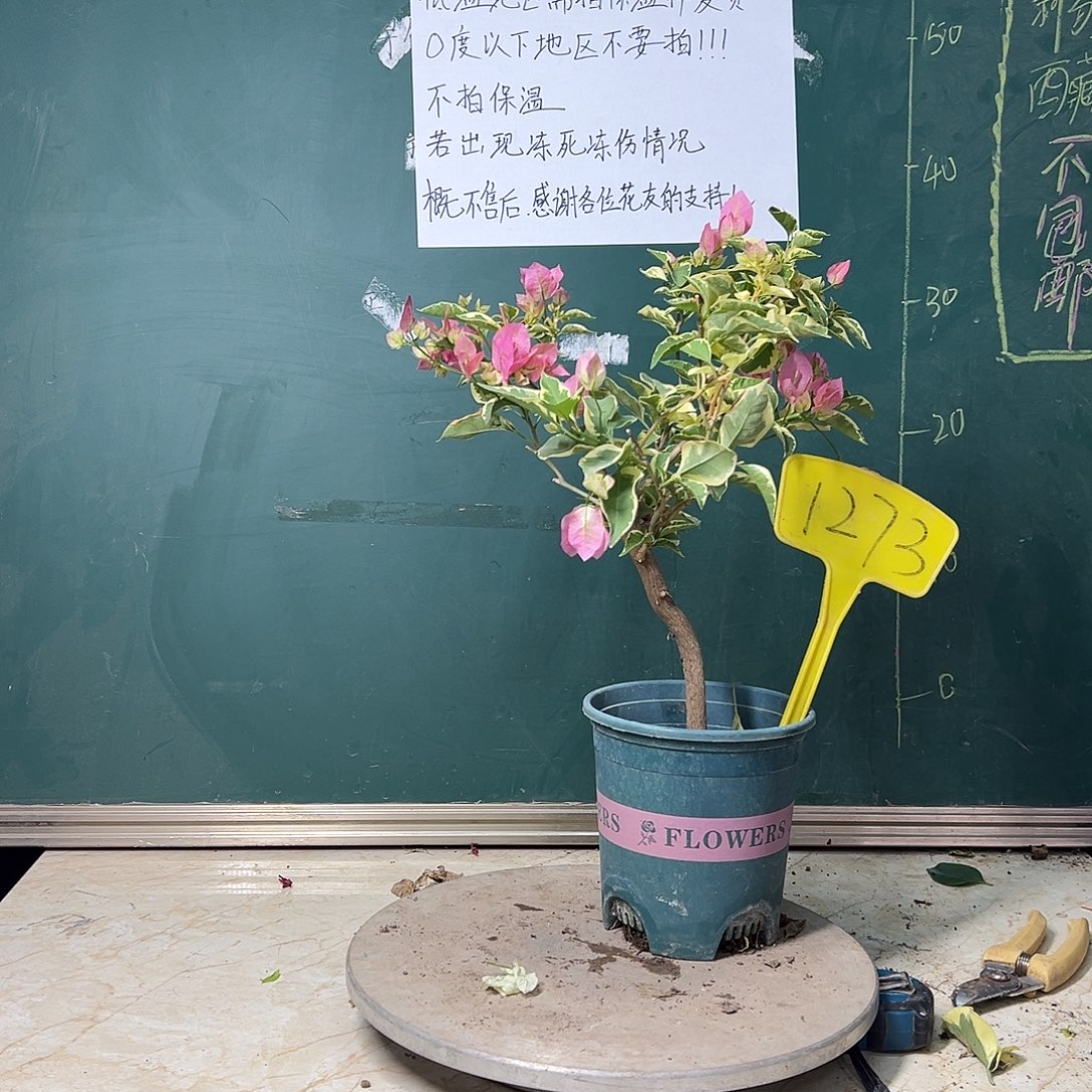 完全开放蜡染粉 1273