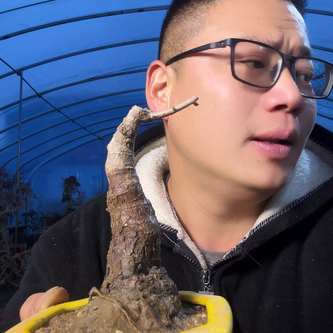 *****当前无花朵，栽培后可花朵