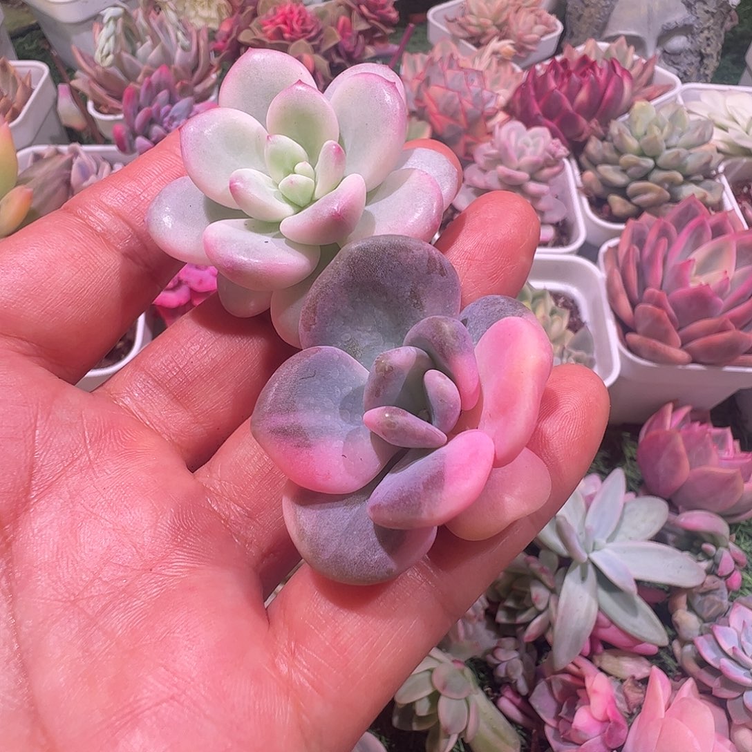 ****贝多肉植物多肉植物