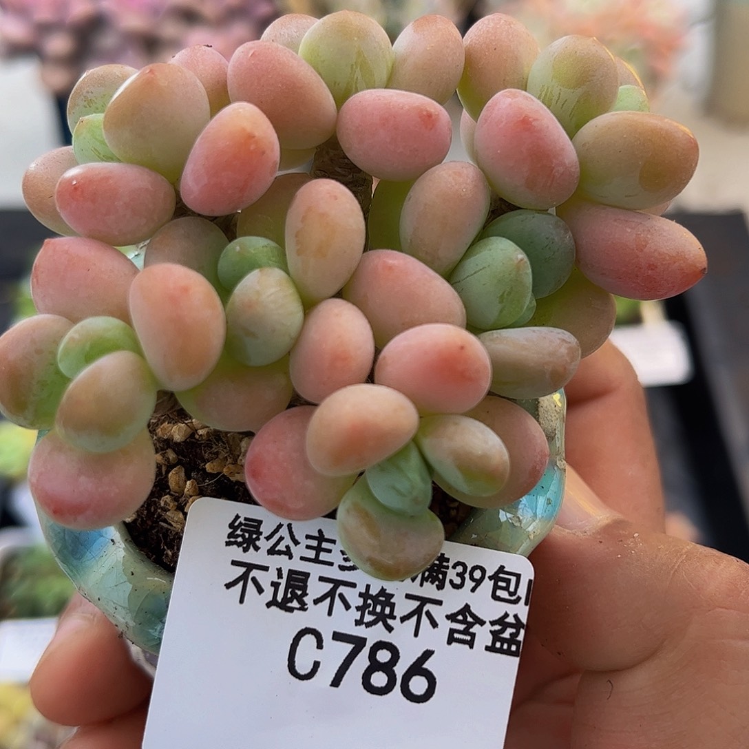 786橘子香水洛神8cm多肉