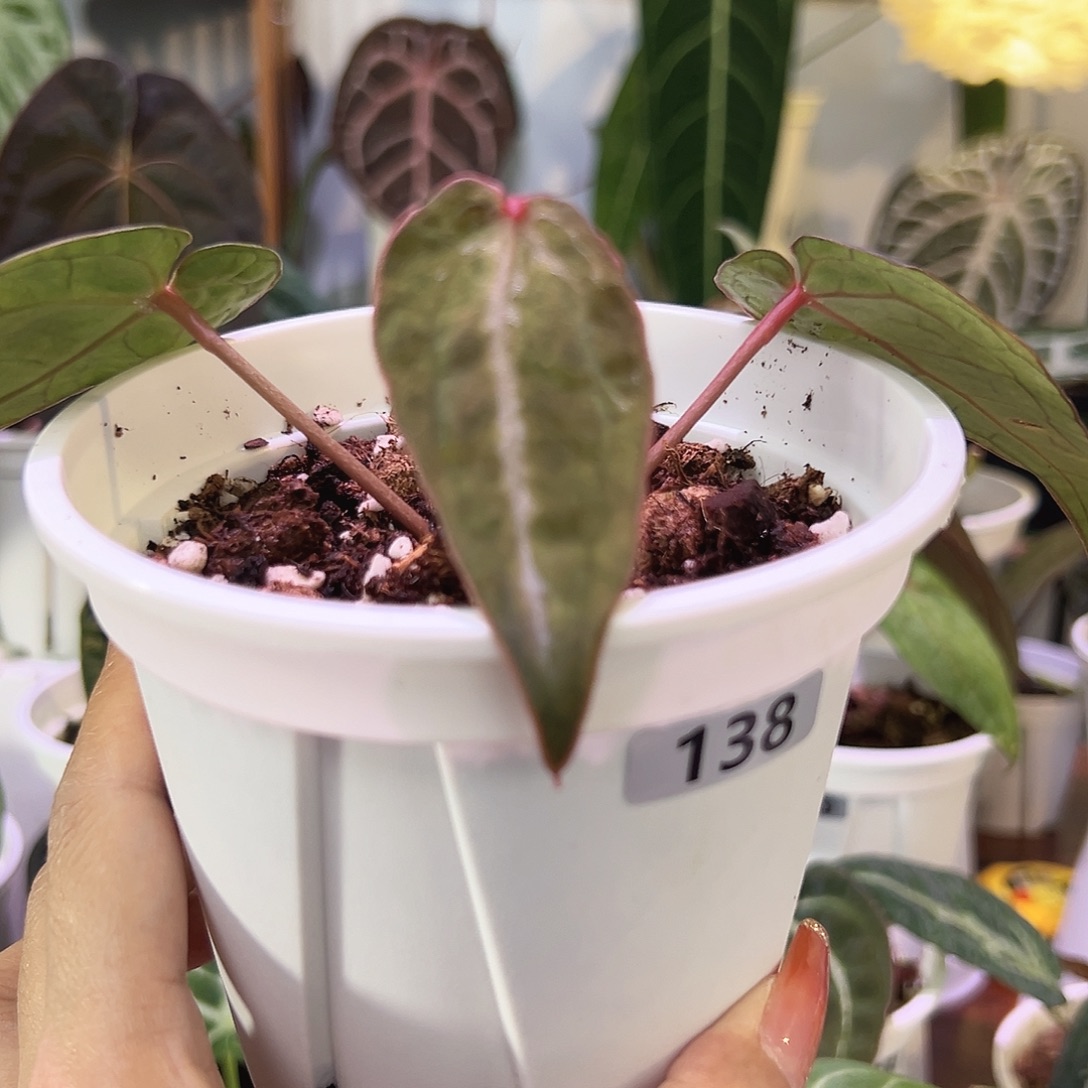 无花朵个体石化红水晶138