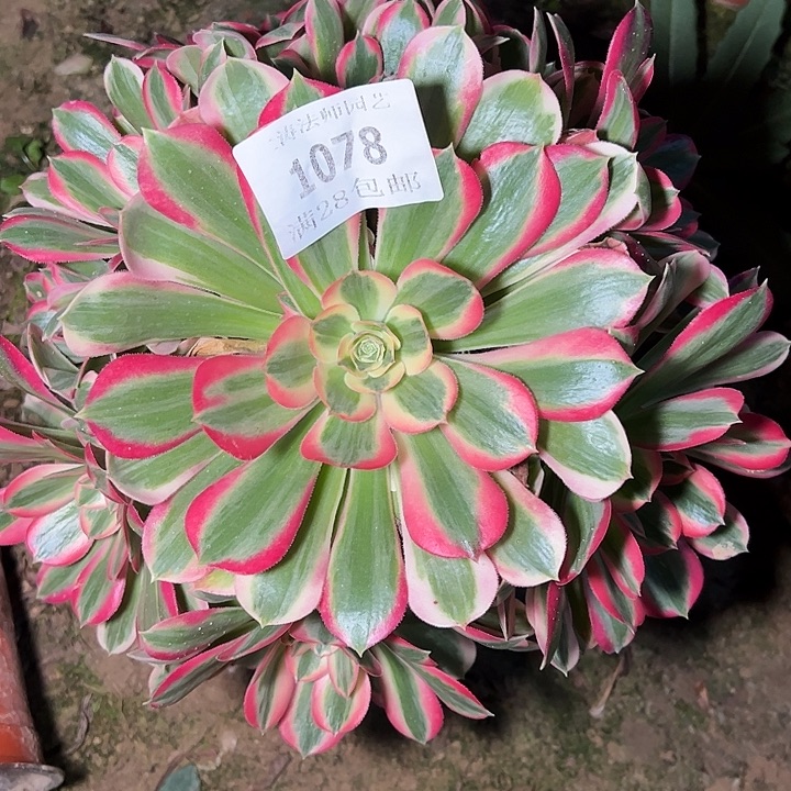1078粉女郎多肉植物