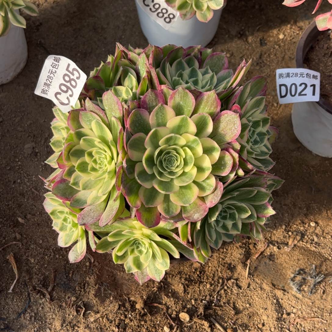 985多肉植物海王